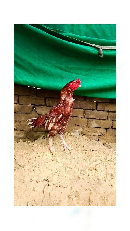 Ma Sha Allah High Quality Aseel Murg For Sale 0