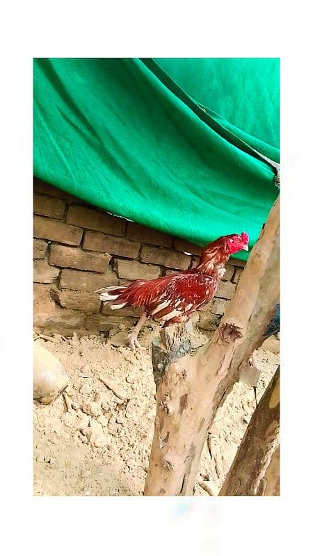 Ma Sha Allah High Quality Aseel Murg For Sale 2