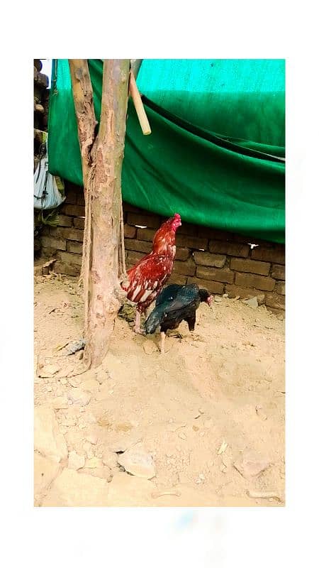 Ma Sha Allah High Quality Aseel Murg For Sale 5