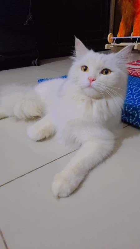 persian cat urgent sell 0