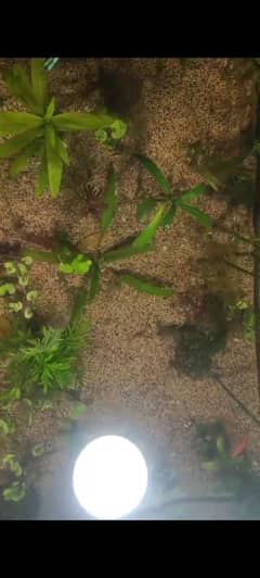 Aquarium river sand and Aquatic plants