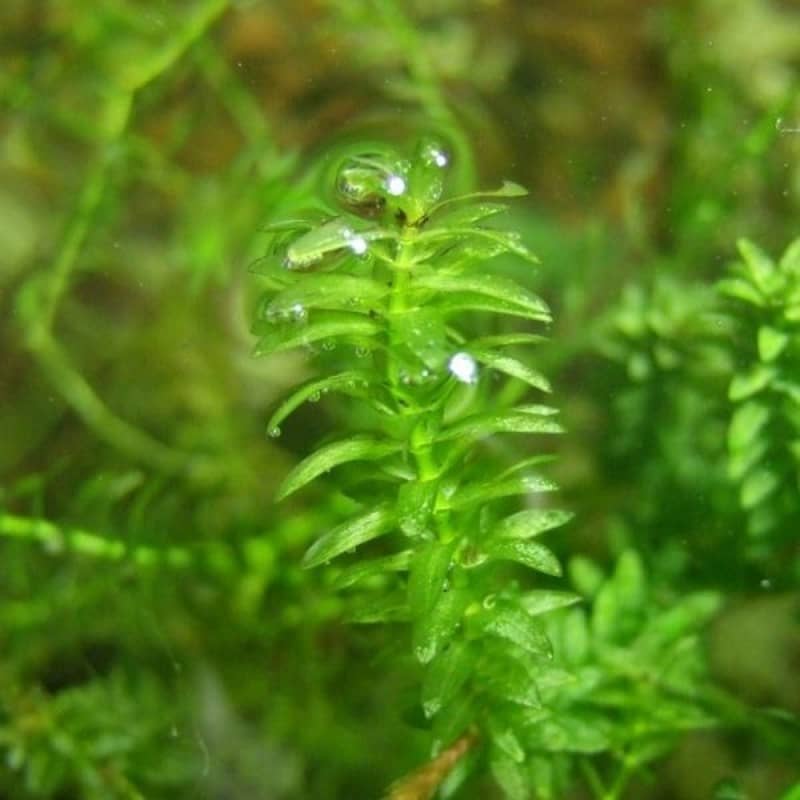 Aquarium river sand and Aquatic plants 1