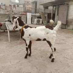 ranjanpuri Kona bakra 03092674172