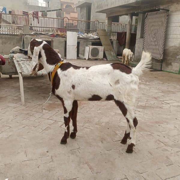 ranjanpuri Kona bakra 03092674172 0