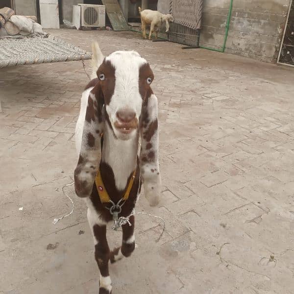 ranjanpuri Kona bakra 03092674172 1