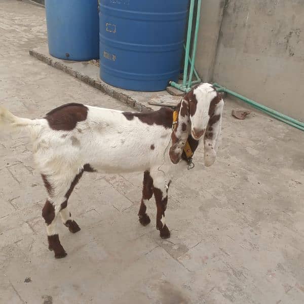 ranjanpuri Kona bakra 03092674172 2