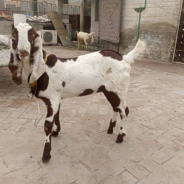 ranjanpuri Kona bakra 03092674172 3