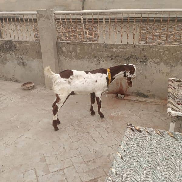 ranjanpuri Kona bakra 03092674172 4