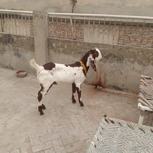 ranjanpuri Kona bakra 03092674172 5