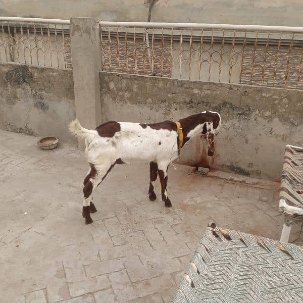 ranjanpuri Kona bakra 03092674172 6