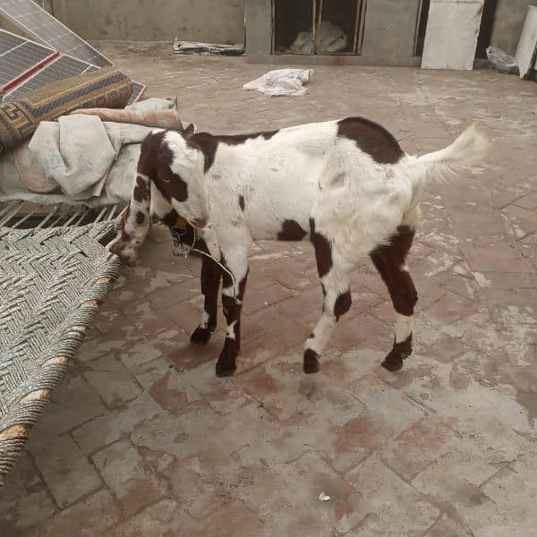 ranjanpuri Kona bakra 03092674172 7