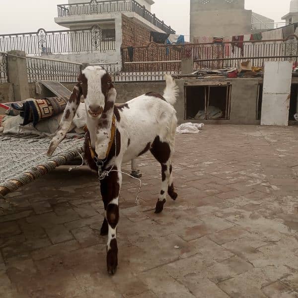 ranjanpuri Kona bakra 03092674172 8