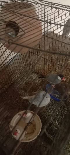 finches for sale