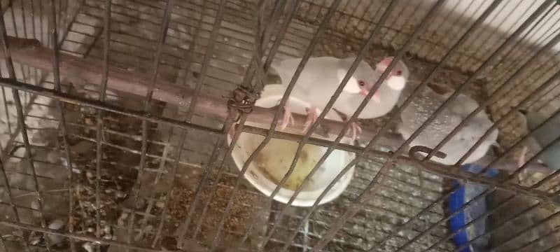 finches for sale 2