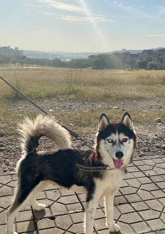 Husky female urgent sell 0