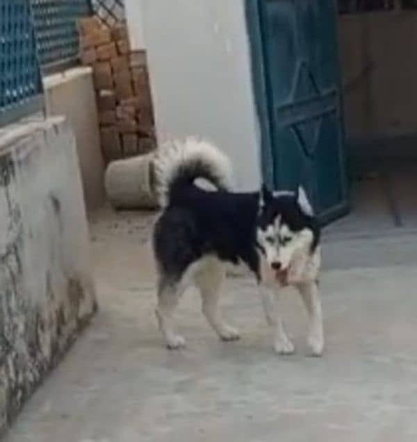 Husky female urgent sell 1