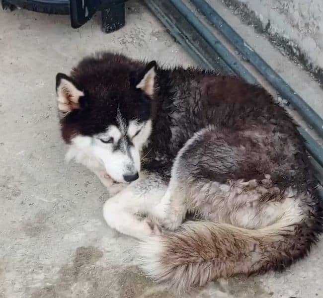 Husky female urgent sell 2