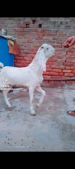 mashallah khubsurat kheera Bakra rajanpuri qurbani ka leye best