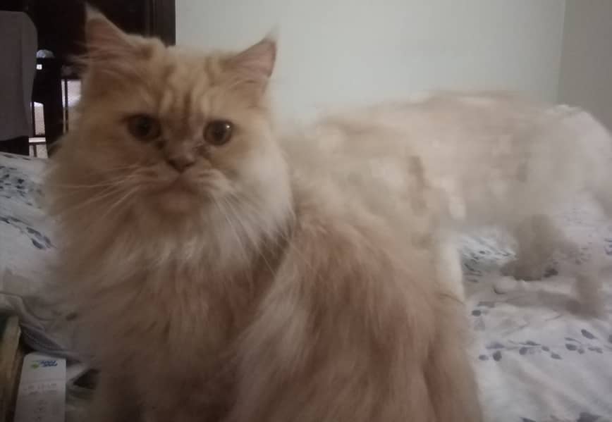 Triple coated fur golden brown Persian 0