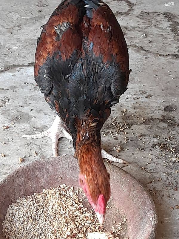 Long hight aseel for sale 1