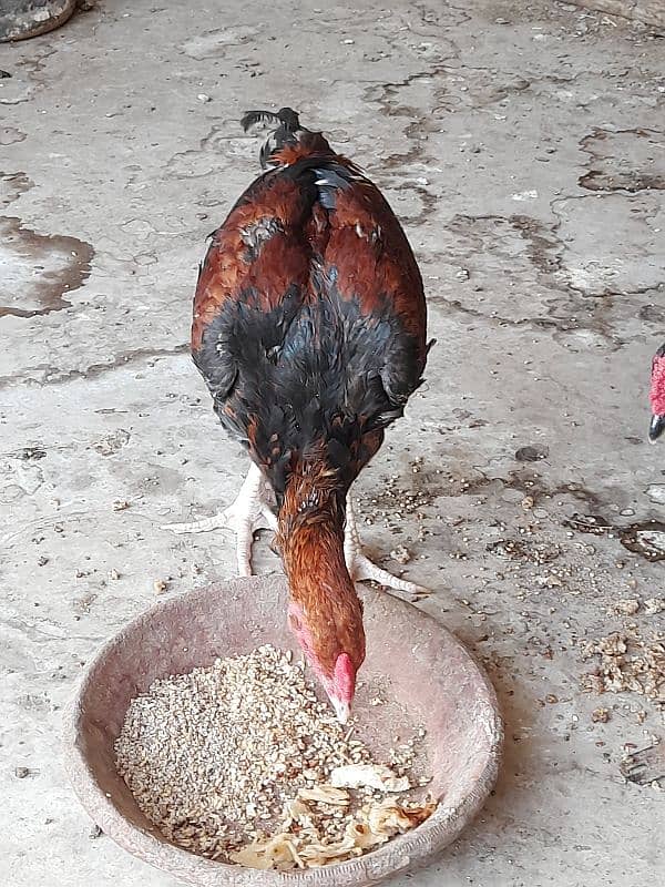 Long hight aseel for sale 4