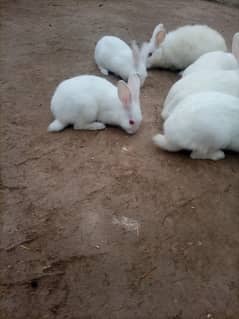 Rabbit for sale