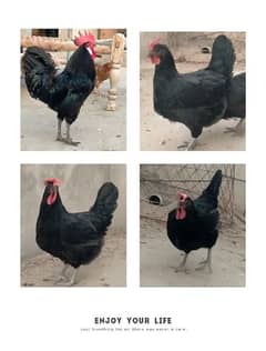 Australorp