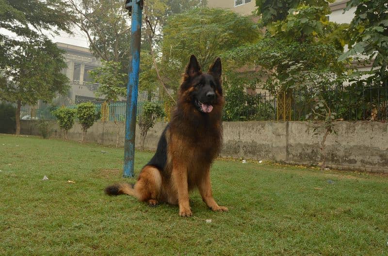 Top-Quality Pedigree Stud 2