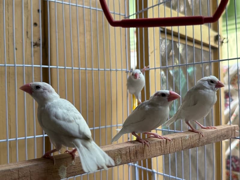 Java finch’s available 3