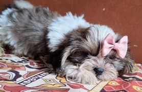 Brown and white  puppy full active and playfully looking on your home