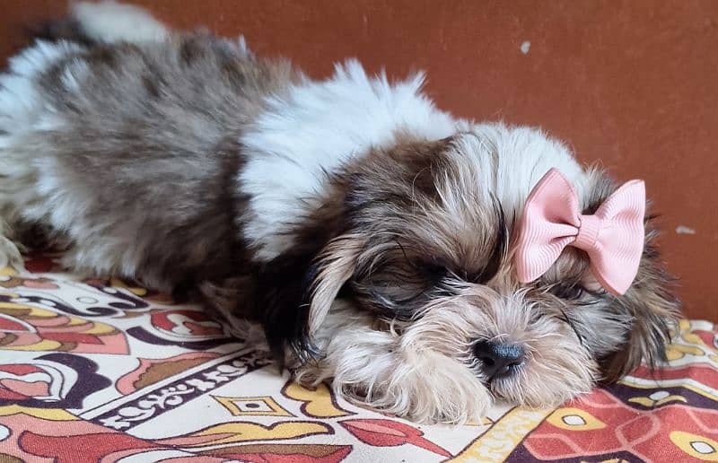 Brown and white  puppy full active and playfully looking on your home 0