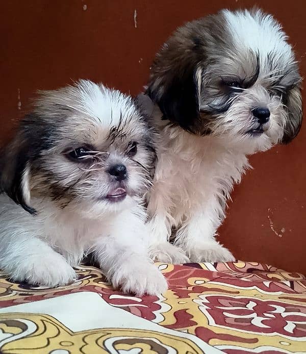 Brown and white  puppy full active and playfully looking on your home 2