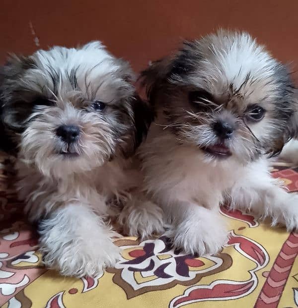 Brown and white  puppy full active and playfully looking on your home 3