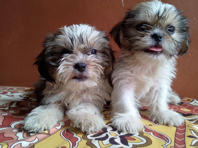 Brown and white  puppy full active and playfully looking on your home 4