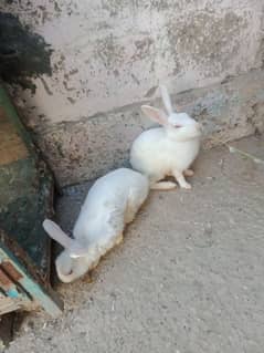 Rabbits For in Karachi Free classifieds in Karachi OLX Pakistan