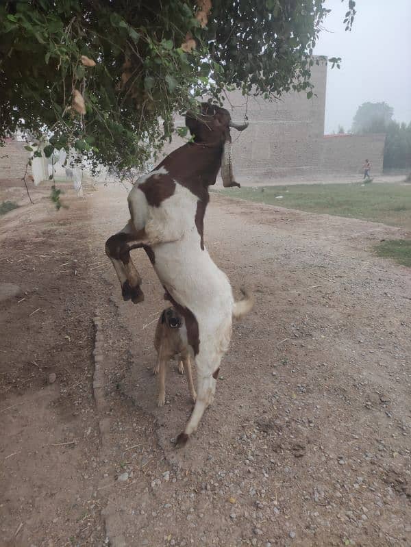 Bakra for Sale Breader 0