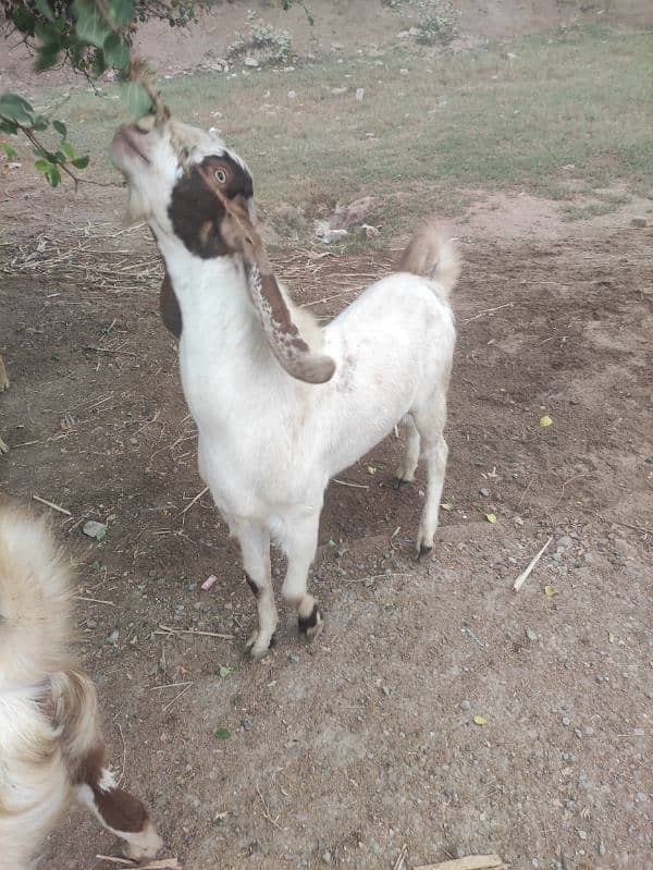 Bakra for Sale Breader 1