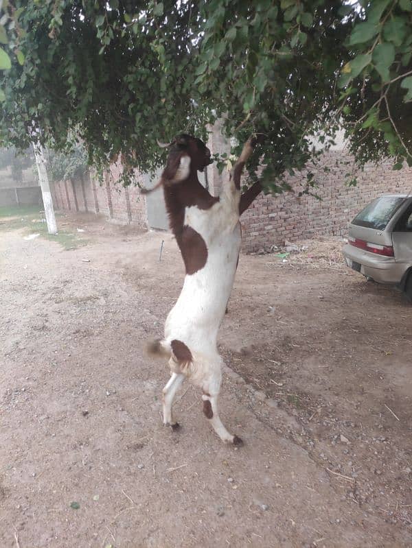 Bakra for Sale Breader 3