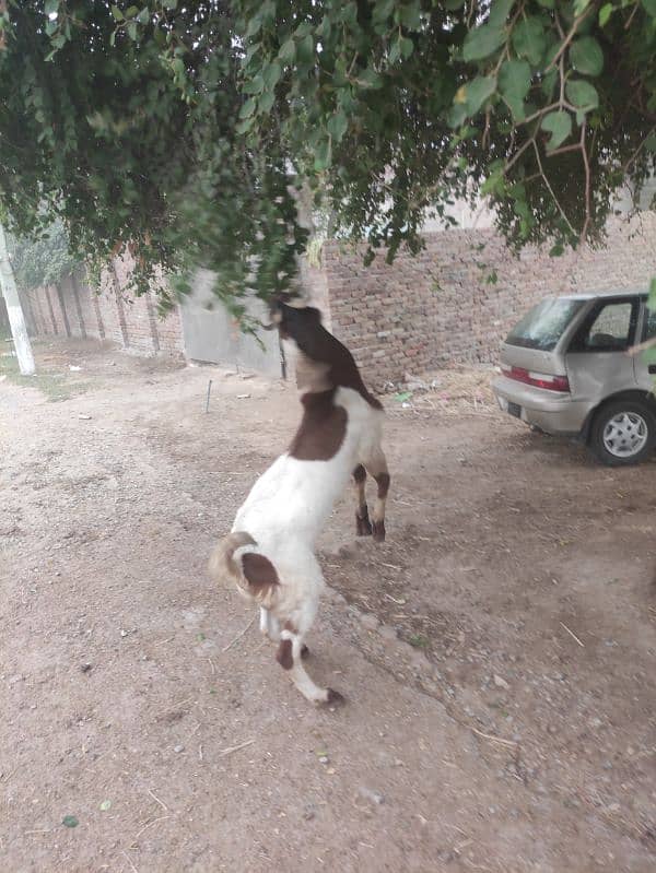 Bakra for Sale Breader 5