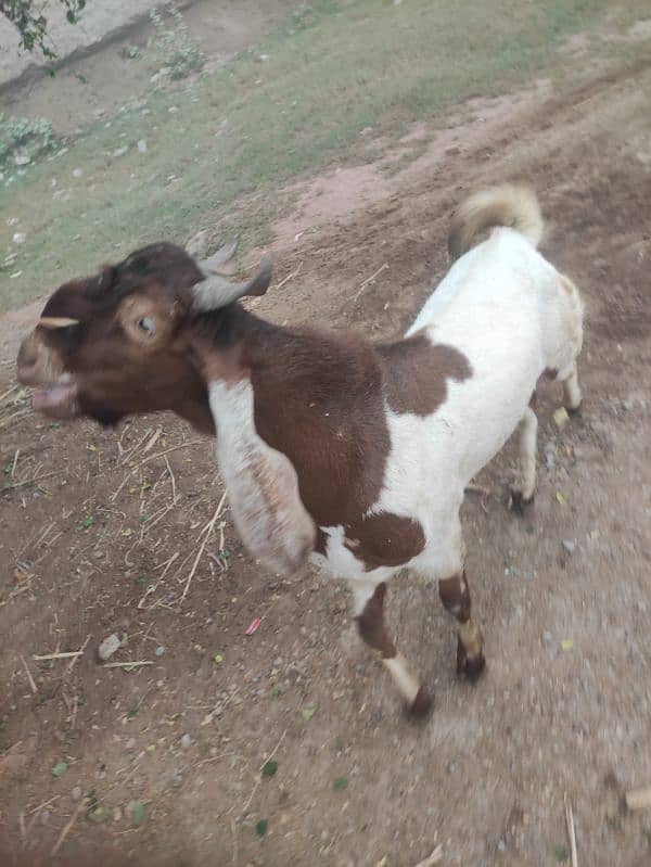 Bakra for Sale Breader 6