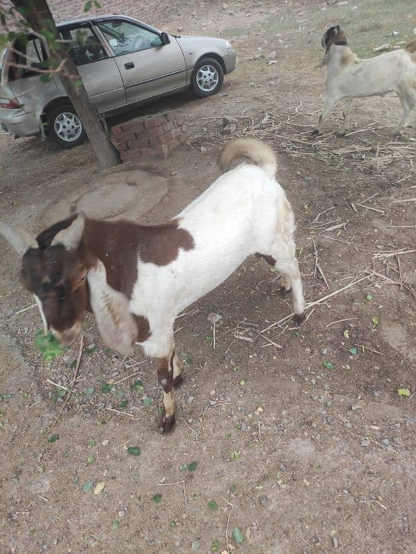 Bakra for Sale Breader 7