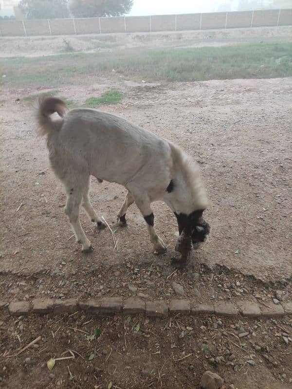 Bakra for Sale Breader 8