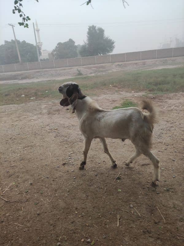 Bakra for Sale Breader 9