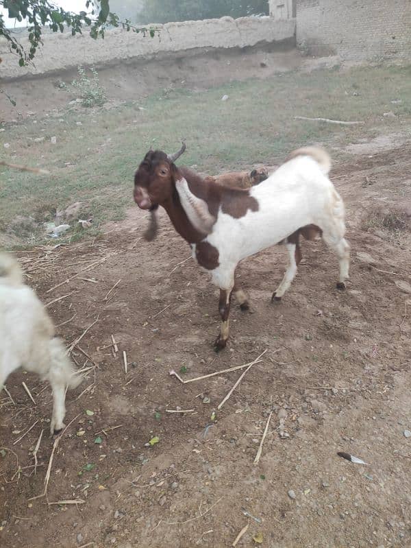 Bakra for Sale Breader 10