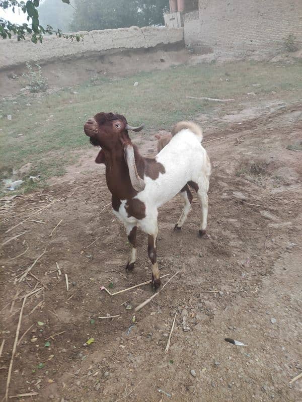 Bakra for Sale Breader 11