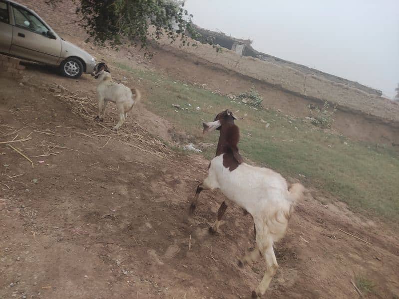 Bakra for Sale Breader 14