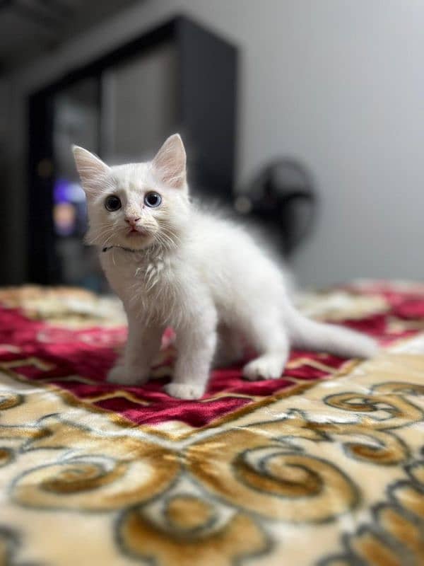 persian kitten odd eyes triple coded 2