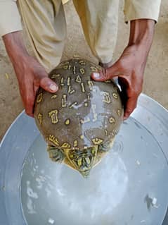 Large Size Healthy Turtle in Sindh