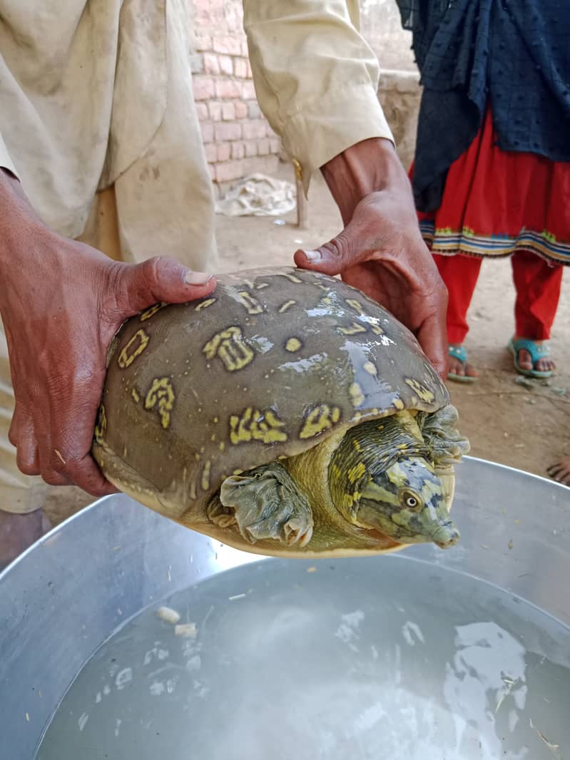 Large Size Healthy Turtle in Sindh 2