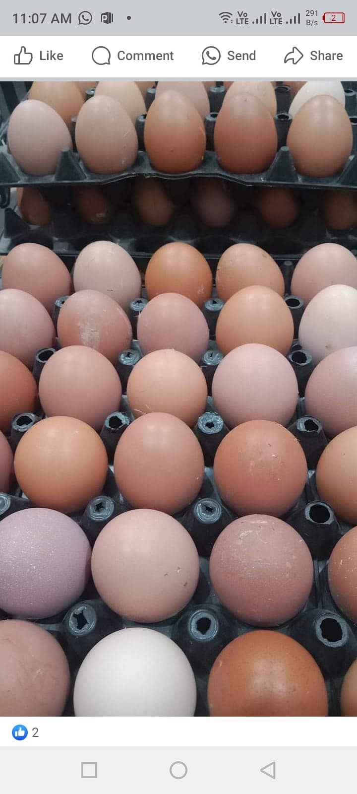 Pure desi eggsII white egg 7